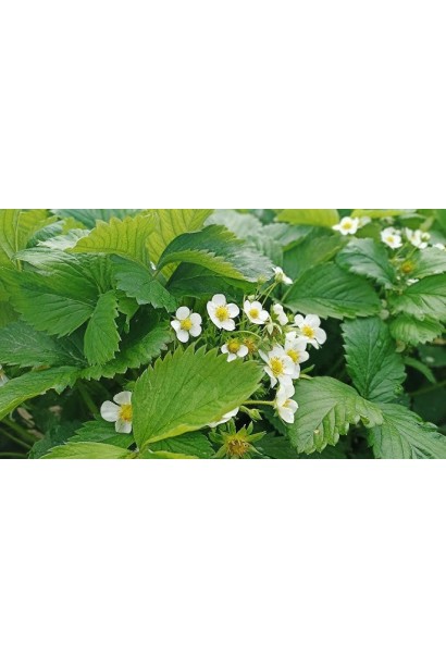 Плантафол 10-54-10 способствует обильному цветению и плодоношению.